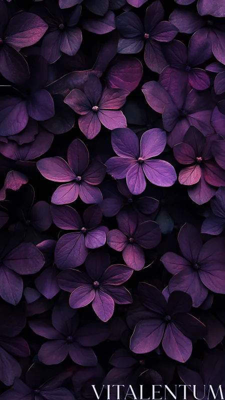 Purple Hydrangea Blooms Close Study.