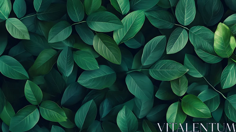 Overlapping emerald leaves forming dense botanical tapestry.