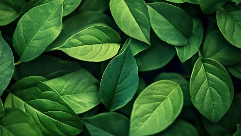Close-up view of layered green plant leaves in soft light.