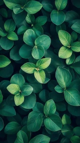 Lush overlapping green leaves create a calm natural pattern.