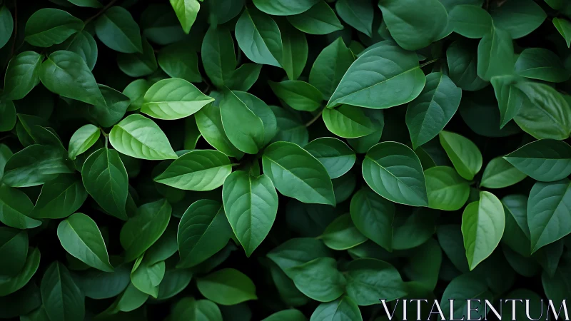 Lush green foliage pattern under soft diffused light.