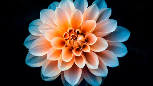 Gradient Dahlia Bloom Against Black Background