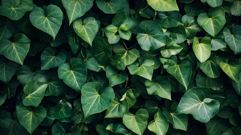 Dense green ivy leaves fill the frame in uniform coverage