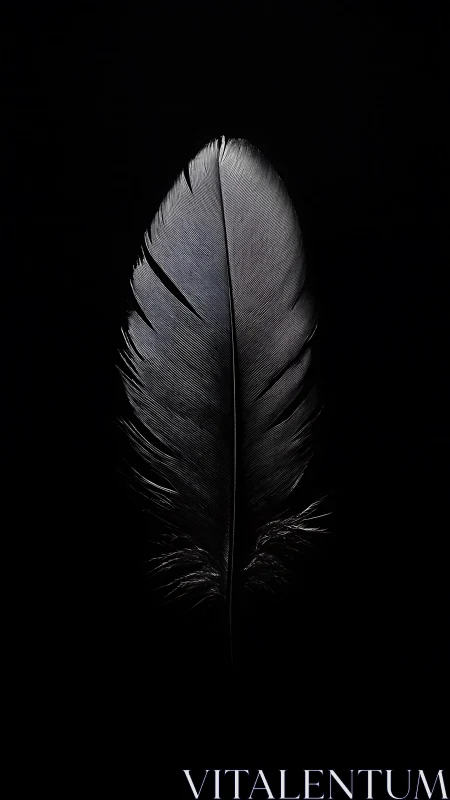 Monochrome feather macro on deep black negative space.