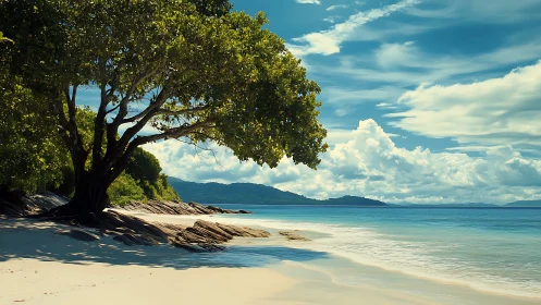 Tropical beach with gnarled tree, mountains, and calm turquoise waters.
