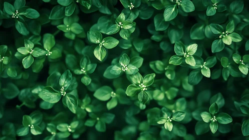 Gentle tapestry of tiny green leaves in quiet spring light.