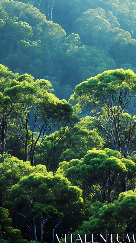 Lush Forest Valley Bathed in Golden Sunlight and Mist