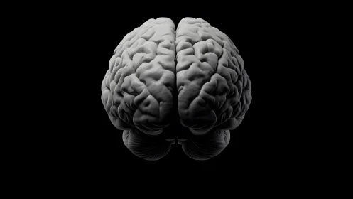Realistic Human Brain Model on Black Background, Minimalist Style.