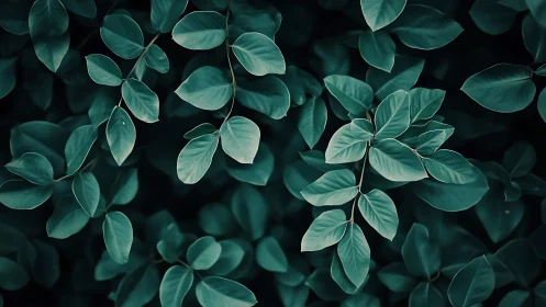 Teal foliage canopy with soft-focus botanical texture study.