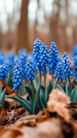 Vibrant Blue Grape Hyacinths Greet Early Spring