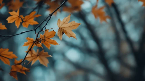Amber leaves linger in cool blue forest hush of autumn.