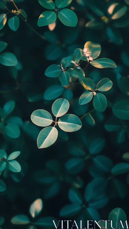 Macro clover foliage in shallow depth, teal and golden light