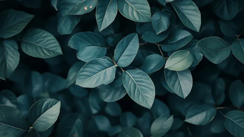 Moody botanical foliage study with cool-toned leaf geometry.