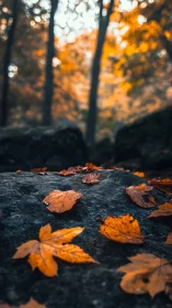 Autumn leaves resting on dusk-cool forest stone hush.