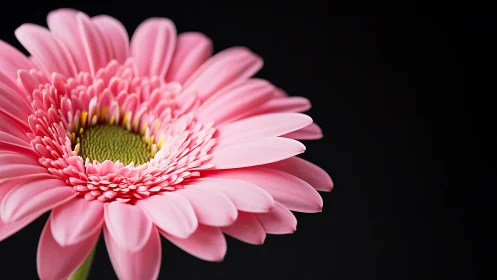 Pink Gerbera Daisy Against Black Background.