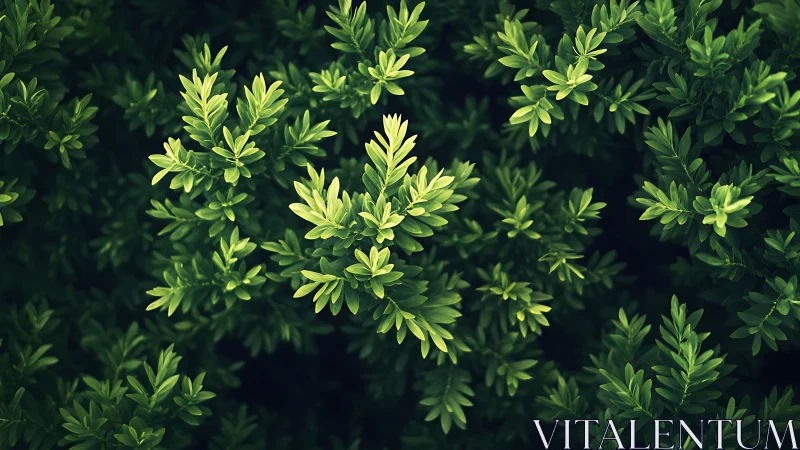 Lush green shrub leaves form a calming natural backdrop