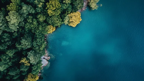 Tranquil forest shoreline meeting calm teal blue waters.