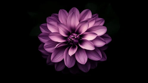 Purple dahlia blossom rendered with volumetric lighting and sculptural petal definition.