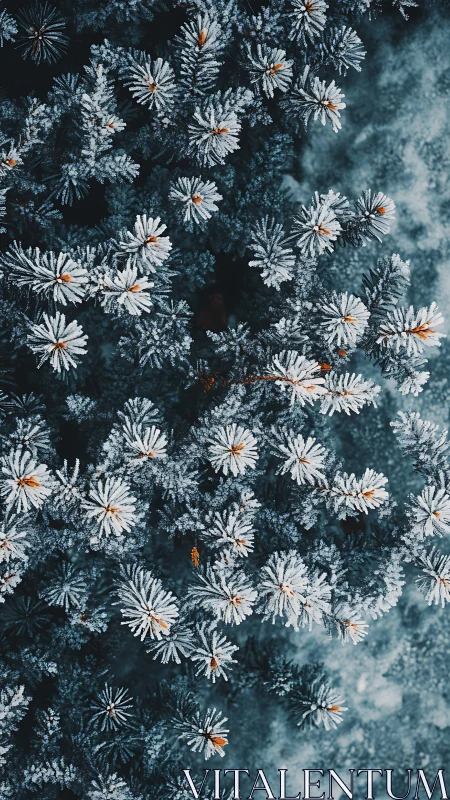 Frost-covered daisies in aerial composition. Winter flora.