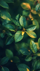 Selective focus foliage study with shallow depth of field lighting