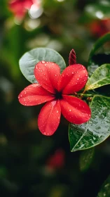 Raindrops Kiss a Crimson Bloom.