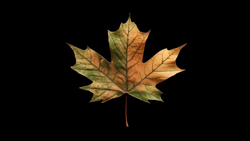 Single autumn leaf quietly maps its fading summer stories