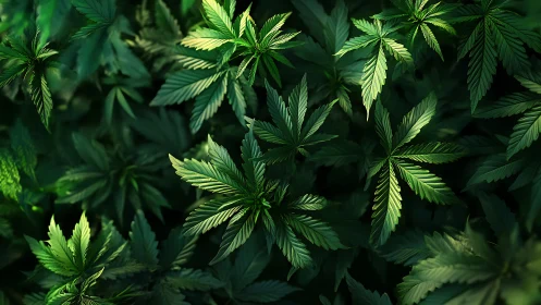 Photoreal cannabis foliage with directional chiaroscuro lighting.