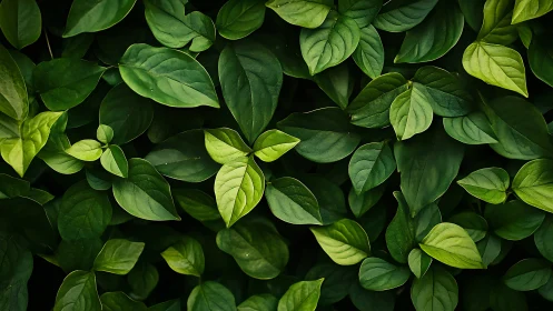 Dense green foliage fills frame with rich botanical texture