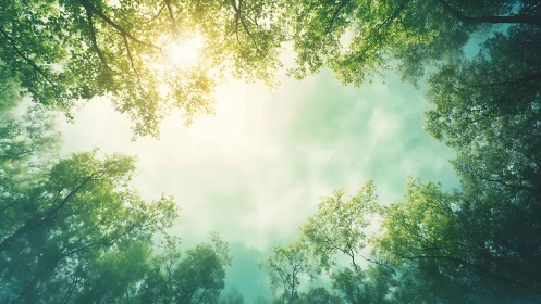 Sunlit forest canopy viewed from below, soft dreamy photography.