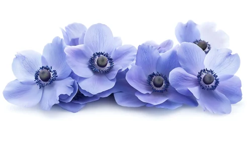 Blue anemone flowers with dark centers arranged on white backdrop.