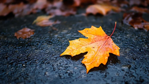 Lone amber maple leaf resting on a rain-darkened street.