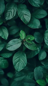 Close view of green foliage with central compound leaf cluster.