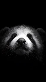 Midnight raccoon portrait glows in crisp monochrome mystery.