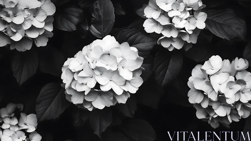 High-contrast monochromatic hydrangea clusters rendered in chiaroscuro with volumetric spatial arran