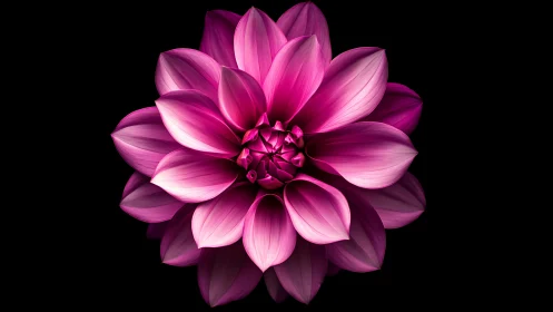 Layered Magenta Dahlia Bloom Against Darkness.