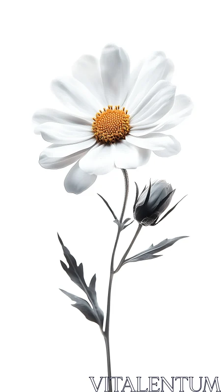 Delicate Bloom Unfolds: White Daisy with Golden Heart and Shadowed Buds