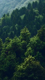 Dense Forested Mountain Slope with Layered Conifer Trees