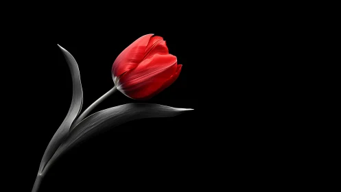 Red tulip with grey foliage rendered against black background