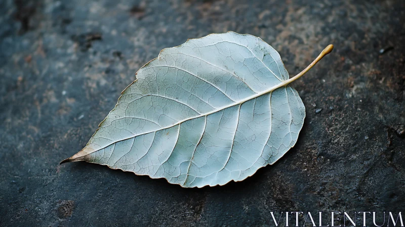 Desaturated single leaf on dark textured stone surface.