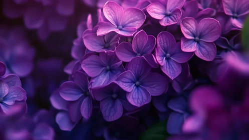 Purple Hydrangea Flowers in Close Detail.