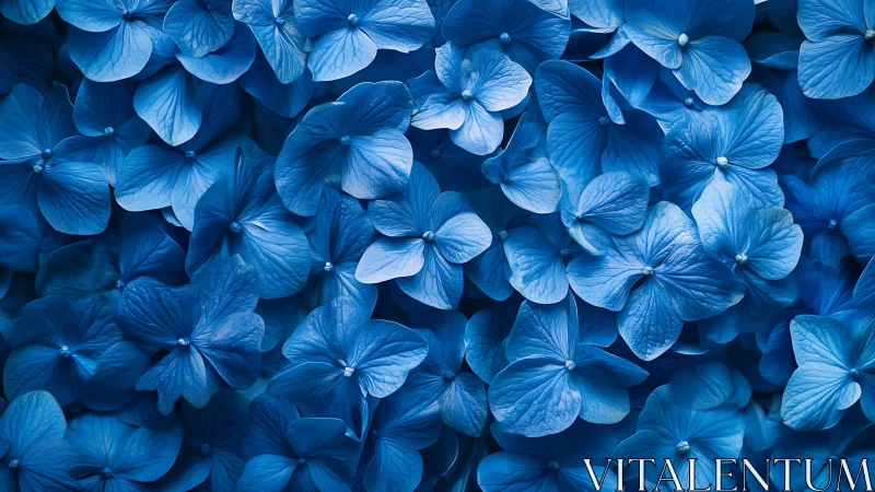 Dense blue hydrangea blossoms showcase layered petal architecture and dimensional shadow play.