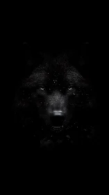 Monochrome black wolf portrait in dramatic low key lighting.