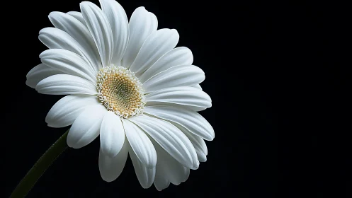 Single white daisy leans gracefully in soft studio light