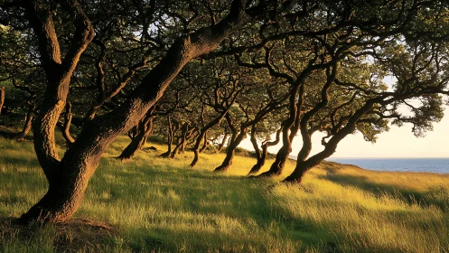 Sunlit shoreline grove bending into evening light’s hush.