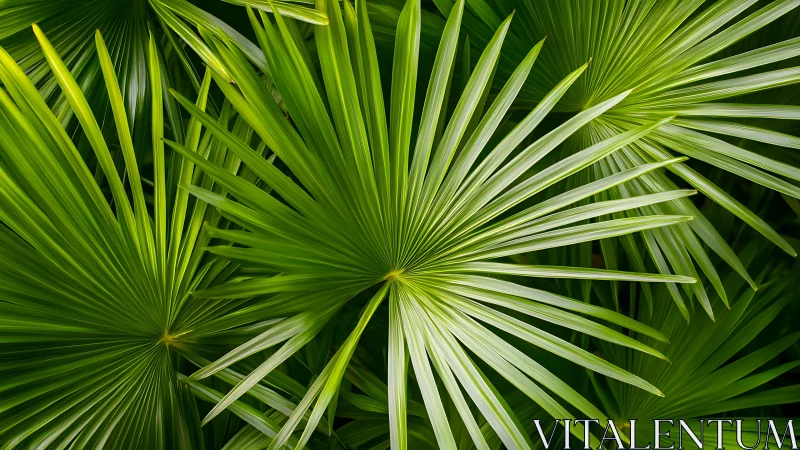 Radial palm leaves form vibrant geometric green pattern.