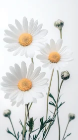 Daisy Dreams in Minimalist White: Golden Hearts Unfold.