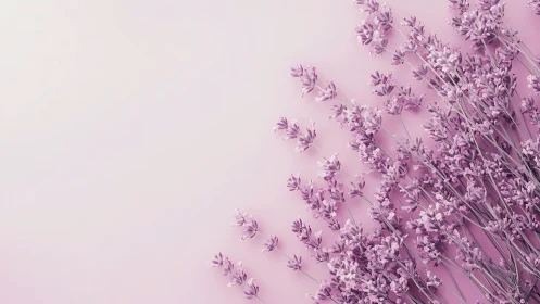 Lavender Stems Against Gradient Pink Background