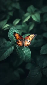 Orange butterfly resting on textured green leaves.