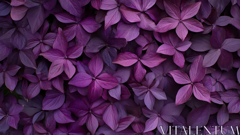 Dense violet foliage cluster with overlapping five-lobed leaves