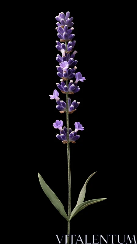 Purple Lavender Spike Blooms Against Black Background